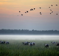 Bamurru Plains - Palm Beach Accommodation