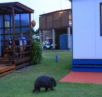 BIG4 Kelso Sands Holiday  Native Wildlife Park - Palm Beach Accommodation