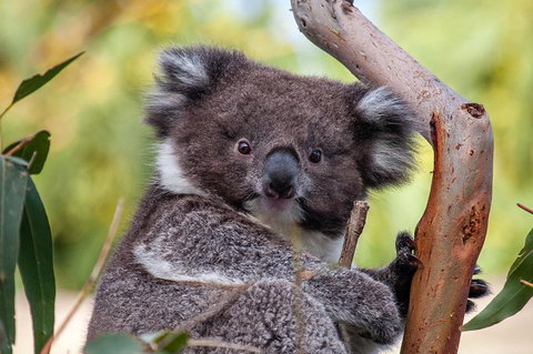 Great Ocean Road Tour With Lunch - Palm Beach Accommodation 5