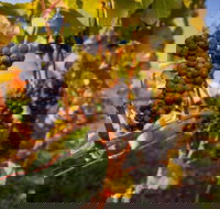 Full Day Tamar Valley Wine Tour - Palm Beach Accommodation