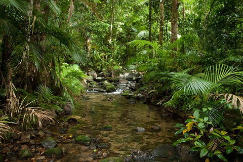 Cairns Reef And Rainforest Combo: Daintree Rainforest And The Great Barrier Reef - Palm Beach Accommodation 1