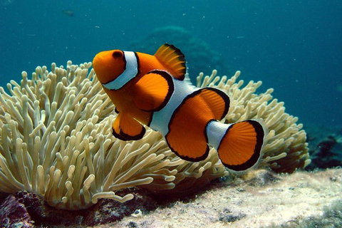 Cairns Reef And Rainforest Combo: Daintree Rainforest And The Great Barrier Reef - Palm Beach Accommodation 2