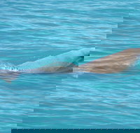 Snubfin Dolphin Eco Cruise from Broome - Palm Beach Accommodation