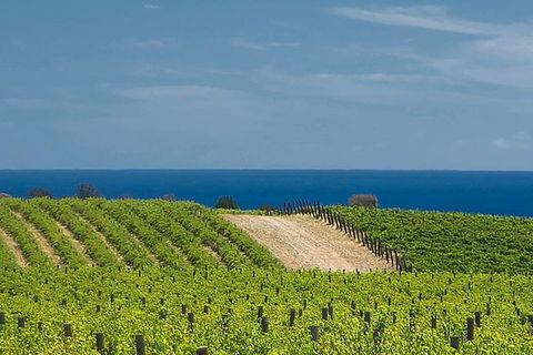 McLaren Vale Winery Small Group Tour With Wine Tasting And Lunch - Palm Beach Accommodation 4