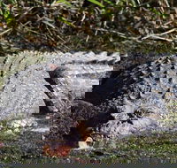 Full Day Tour in the Daintree - Palm Beach Accommodation