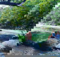 Afternoon Half-Day Daintree Rainforest and River Tour - Palm Beach Accommodation