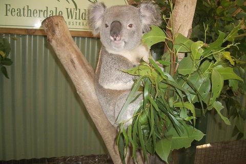 Full-Day Private Blue Mountains Tour With River Cruise - Palm Beach Accommodation 2