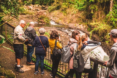 Full-day Springbrook National Park Tour From The Gold Coast - Palm Beach Accommodation 0