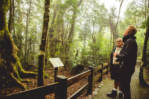 Full-day Springbrook National Park Tour From The Gold Coast - Palm Beach Accommodation 1