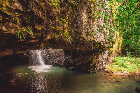 Full-day Springbrook National Park Tour From The Gold Coast - Palm Beach Accommodation 4