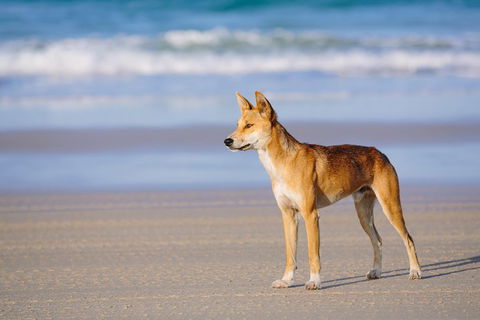 Fraser Island 4WD Tour From Rainbow Beach - Palm Beach Accommodation 2