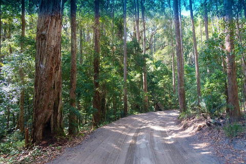 Fraser Island 4WD Tour From Rainbow Beach - Palm Beach Accommodation 4