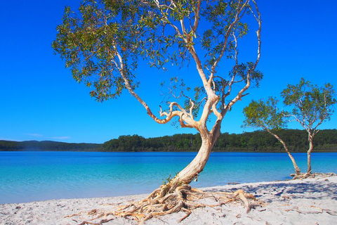 Fraser Island 4WD Tour From Rainbow Beach - Palm Beach Accommodation 5