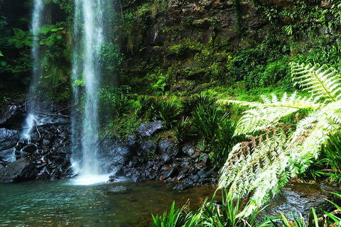 Private Tour - Rainforest & Waterfalls Extravaganza - Palm Beach Accommodation 1