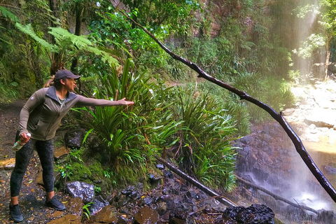 Private Tour - Rainforest & Waterfalls Extravaganza - Palm Beach Accommodation 4