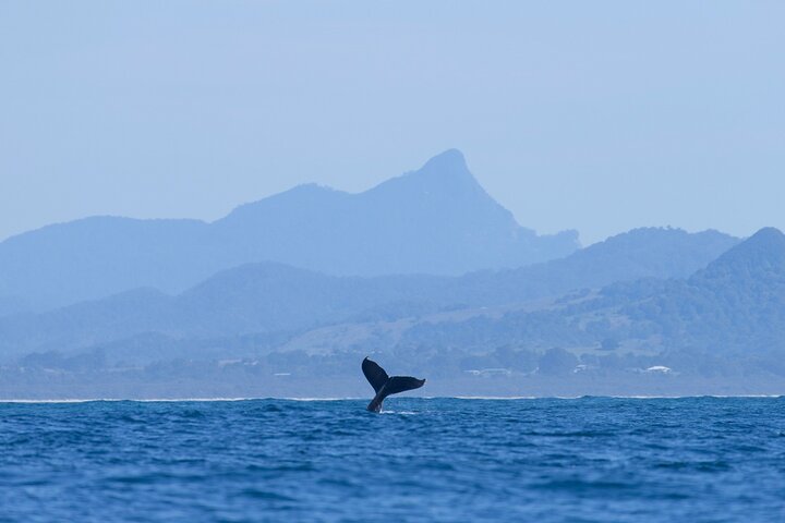 Byron Bay NSW Palm Beach Accommodation