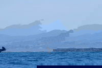 The Byron Bay Sea Kayak Tour