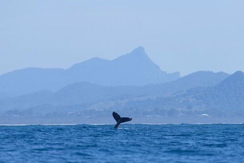 The Byron Bay Sea Kayak Tour - Palm Beach Accommodation 0