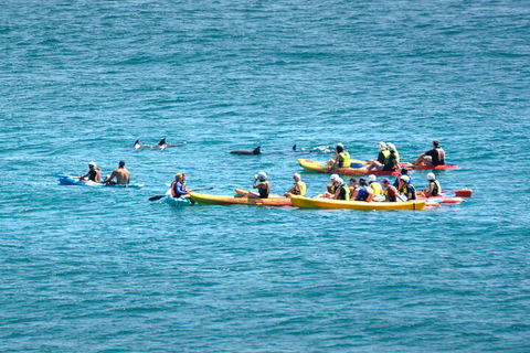 The Byron Bay Sea Kayak Tour - Palm Beach Accommodation 1