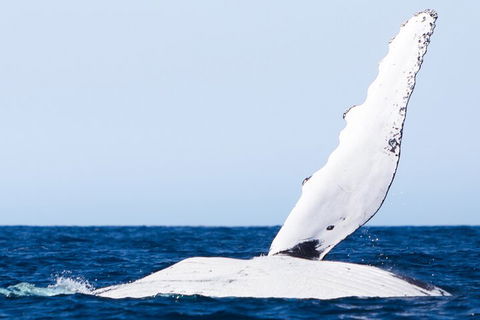 2-Hour Guided Whale Watching Tour At Noosa - Palm Beach Accommodation 0