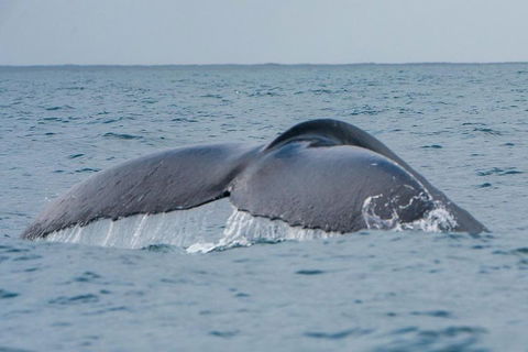 2-Hour Guided Whale Watching Tour At Noosa - Palm Beach Accommodation 1