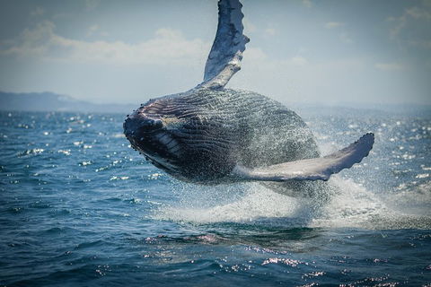 2-Hour Guided Whale Watching Tour At Noosa - Palm Beach Accommodation 3