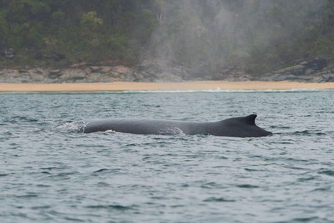 2-Hour Guided Whale Watching Tour At Noosa - Palm Beach Accommodation 5
