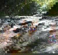 Daintree Rainforest Cape Tribulation Mossman Gorge Small-Group Day Tour - Palm Beach Accommodation