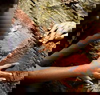 Ngana Julaymba Dungay - Full Day - Palm Beach Accommodation