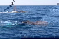 Noosa Whale Watching