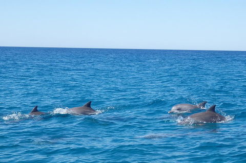Noosa Wild Dolphin Safari - Palm Beach Accommodation 5