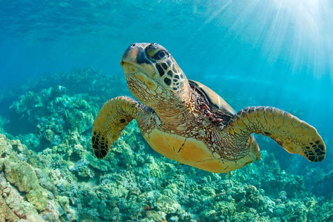 All Inclusive Tangalooma Wrecks Cruise Tour From Gold Coast - Palm Beach Accommodation 4