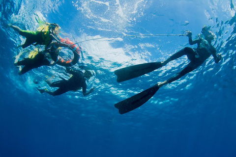 Passions Of Paradise Great Barrier Reef Snorkel And Dive Cruise From Cairns By Luxury Catamaran - Palm Beach Accommodation 2