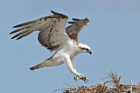 Shipwreck Special Nature Tour/Half Day Tour - Palm Beach Accommodation 4