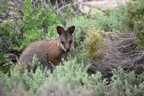 Pink Lake + Abrolhos Islands Nature Tour - Palm Beach Accommodation 1