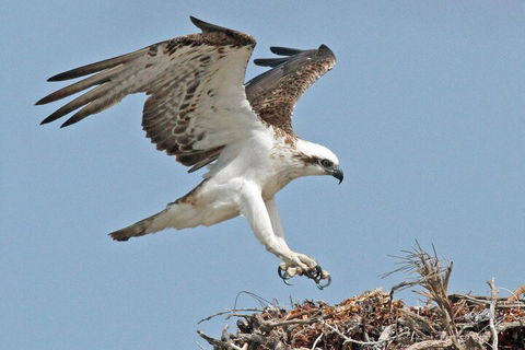 Pink Lake + Abrolhos Islands Nature Tour - Palm Beach Accommodation 3