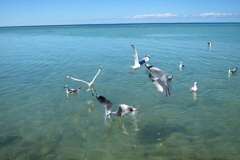Pink Lake + Abrolhos Islands Nature Tour - Palm Beach Accommodation 5