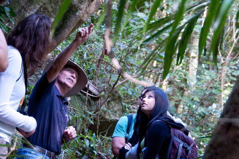 Natural Bridge & Springbrook Waterfalls Tour - Palm Beach Accommodation 4