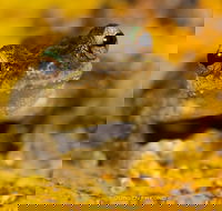 Daintree and Cape Tribulation Full Day Guided Tour - Palm Beach Accommodation