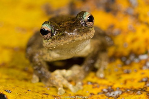 Daintree And Cape Tribulation Full Day Guided Tour - Palm Beach Accommodation 0