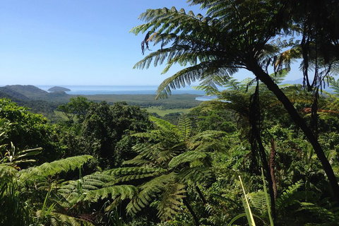 Daintree And Cape Tribulation Full Day Guided Tour - Palm Beach Accommodation 2