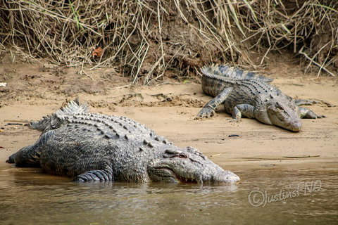 Daintree And Cape Tribulation Full Day Guided Tour - Palm Beach Accommodation 3
