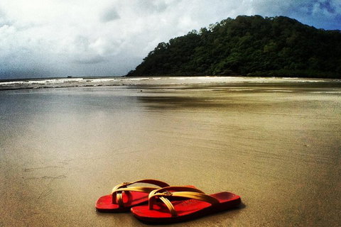 Daintree And Cape Tribulation Full Day Guided Tour - Palm Beach Accommodation 4