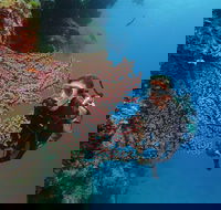 Silversonic Outer Great Barrier Reef Dive and Snorkel Cruise from Port Douglas - Palm Beach Accommodation