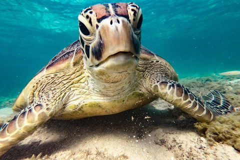 Sail, Snorkel, SUP & Kayak Charter Whitsundays - Palm Beach Accommodation 0