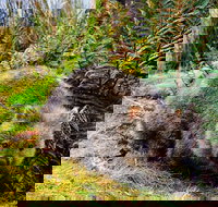 Cradle Mountain National Park Day Tour from Launceston - Palm Beach Accommodation