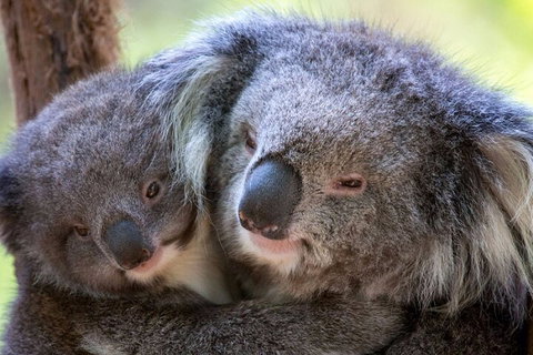 Half-Day Or Full-Day Tour With Private Guide From Melbourne - Palm Beach Accommodation 1