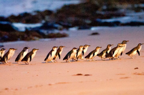 Half-Day Or Full-Day Tour With Private Guide From Melbourne - Palm Beach Accommodation 5