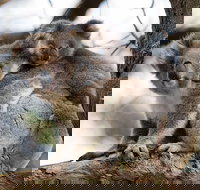 Great Ocean Road Sunset Tour from Melbourne - Palm Beach Accommodation