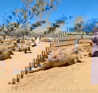West MacDonnell Ranges Half-Day Small-Group Tour with Camel Ride